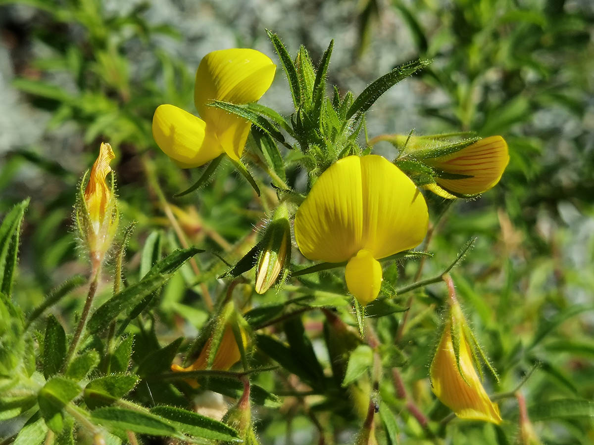 Ononis natrix photo